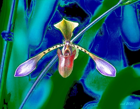 Orchid on the Wing by artist Charlie Kreitler